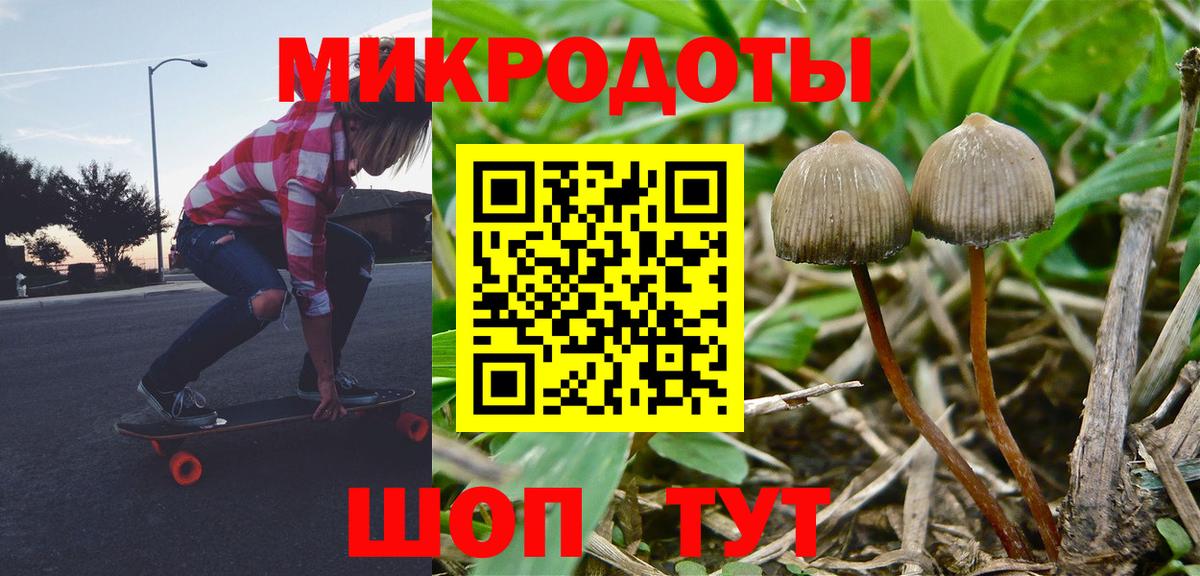 Псилоцибиновые грибы Psilocybine cubensis Великий Устюг